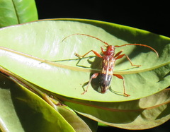 Coptocercus aberrans