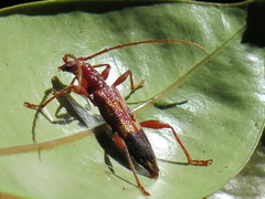 Coptocercus aberrans