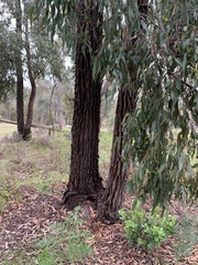 Eucalyptus tricarpa