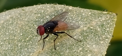 Musca ventrosa