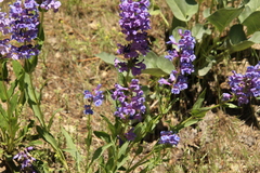 Penstemon payettensis