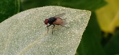 Musca ventrosa