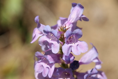 Penstemon payettensis
