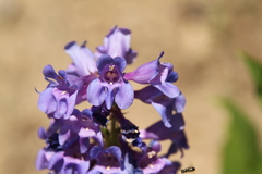 Penstemon payettensis