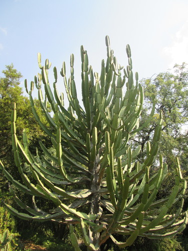 Cape Candelabra Tree (Hybrid Euphorbia × curvirama) · iNaturalist