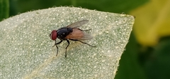 Musca ventrosa