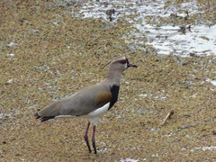 Vanellus chilensis