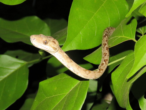 Photo of a Amazon Tree Boa (Corallus hortulana)