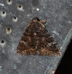 Coxina cinctipalpis