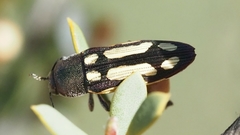 Castiarina parallela