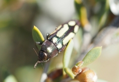 Castiarina parallela
