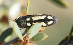 Castiarina parallela