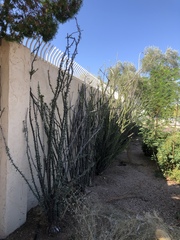 Fouquieria splendens