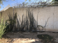 Fouquieria splendens