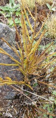 Carmichaelia crassicaulis