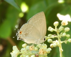 Strephonota tephraeus