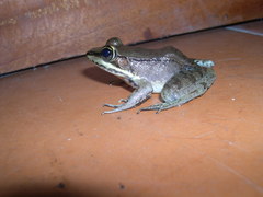 Lithobates juliani