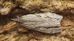 Eudonia bisinualis