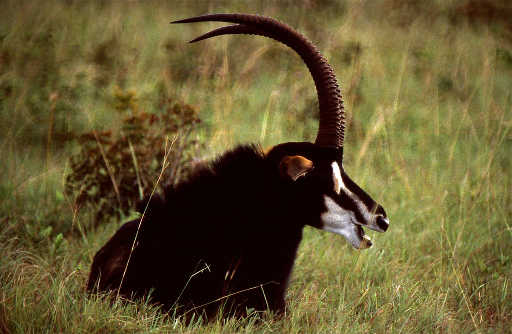 Sable Antelope