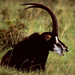 Eastern Sable Antelope - Photo (c) Bernard DUPONT, some rights reserved (CC BY-SA)