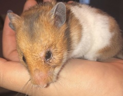 Mesocricetus auratus