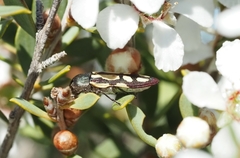 Castiarina parallela