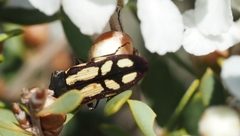 Castiarina parallela