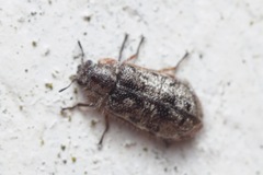 Grynoma