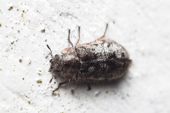 Grynoma