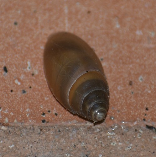 Euglandina texasiana, 2020-10-30