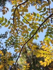 Toxicodendron trichocarpum