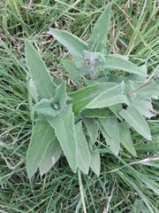 Aristeguietia lamiifolia