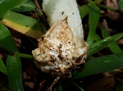 Phallus merulinus