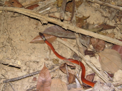 Oxyrhopus melanogenys