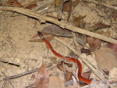 Oxyrhopus melanogenys