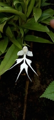 Habenaria crinifera