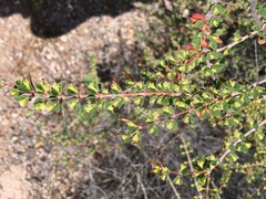 Euphorbia magdalenae