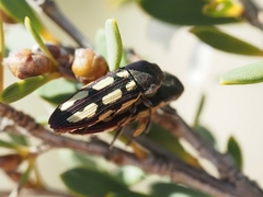 Castiarina parallela