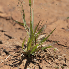 Panicum decompositum