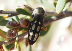 Castiarina parallela