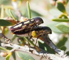 Castiarina parallela