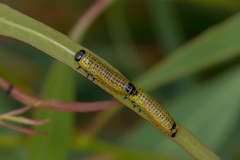 Paropsisterna fastidiosa