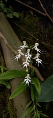 Habenaria crinifera