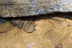 Hydromedusa maximiliani