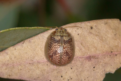 Paropsisterna laesa