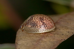 Paropsisterna laesa