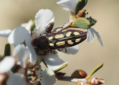 Castiarina parallela