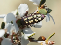 Castiarina parallela