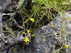 Ranunculus flammula filiformis