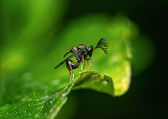 Eucharitidae
